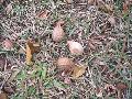 Coastal Pignut Hickory / Carya glabra 